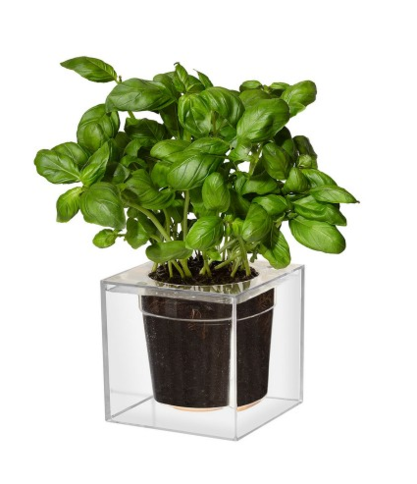Transparent Plantlets Photo 2 of 7 in Nearly Invisible Modern Furnishings by Jacqueline Leahy ...