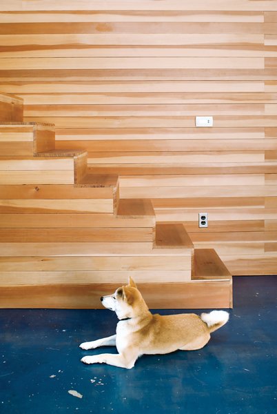 Ando, a Shiba Inu, was in the first Puppy Cam litter.