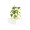 Starter Kit by Click and Grow, $80
You can now grow basil and chilies, even if you’ve failed with a cactus. Install four AA batteries, fill the tub to the water line, and place the plant where it can get some daily sunshine. The system dispenses water automatically. Photo of Must-Have Products for the Modern Kitchen modern home