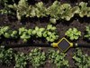 There have been other connected soil analyzers like the Koubachi or Parrot Flower Power, but the Edyn is special for marrying detailed soil analysis with an automatic irrigation system. The result is an optimized and well-informed garden that actually tends itself. Photo of Gardener's Best Friend: Soil Tracker that Automatically Irrigates modern home