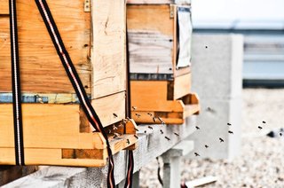 The hotel harvests bees on the roof and makes use of the honey in its bakery.