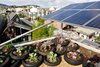 Modern home with Outdoor, Gardens, and Rooftop. The house's green roof is more of a brown roof: a desert-like array of native and non-native succulents that require minimal irrigation. The soil area is maintained with motorcycle tires (including one from a Harley hog), which control erosion. Composting takes place here as well. Photo of This Net-Zero Residence Might Be the Greenest Home in San Francisco