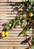 Modern home with Outdoor, Back Yard, Front Yard, and Side Yard. Viarengo used the espalier method—in which a plant’s branches are affixed to asurface to encourage them to grow flat—to save space. The lemon tree stretches across a fence of clear, or knot-free, red cedar. Photo of 30+ Best Modern Fences
