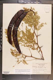 The fruit of the tree is the long, twisted seed pod, which forms in late summer and turns from green to reddish brown as it matures. The pods emit a sweet aroma when they ripen and are sometimes eaten by livestock and wildlife.
