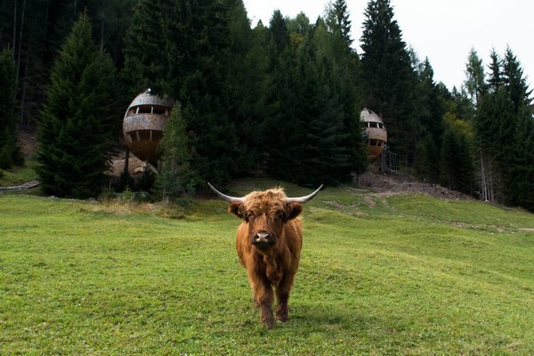 In the woods of Malborghetto Valbruna in the Italian Dolomite commune of Tarvisio is a pair of egg-shaped tree houses.