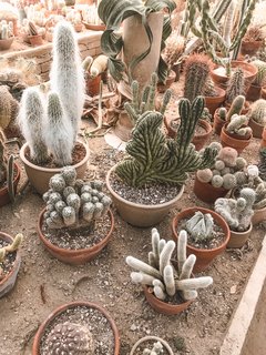 We are pretty major cactus lovers, and if you feel the same we’d highly suggest a visit to Moorten Botanical Garden. It’s "down the hill" from Joshua Tree in Palm Springs, but it’s worth the trip. 