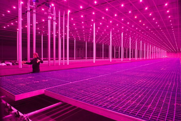 One section of his upcoming exhibition, Countryside, The Future, will focus on 