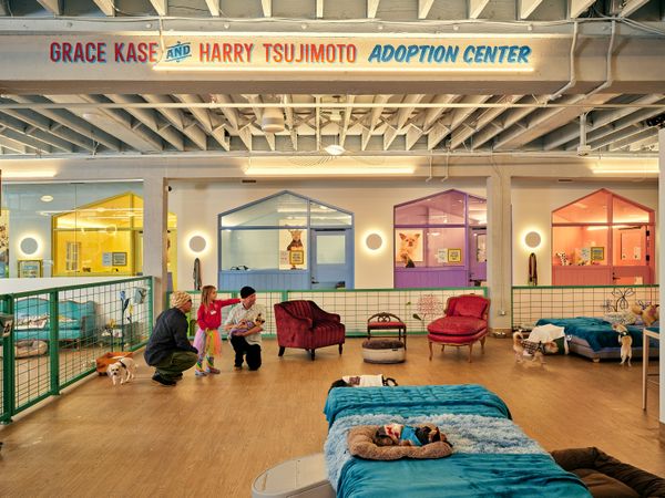 Muttville’s new cage-free shelter opened in San Francisco’s Mission District in August 2024. On the main level, private 