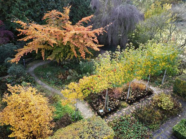 Repeat plantings, lush vegetation, and clean lines are all hallmarks of modernist garden design, as seen here. The Worplesdon sweet gum trees in the center of the garden are pleached, so that the trunks are bare and the tops form a flat canopy—a style known as a 