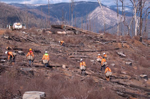 The company says it buries wood deemed unusable as timber.