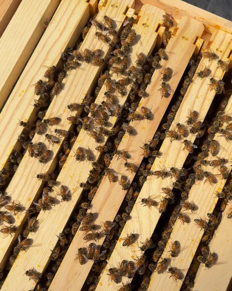 Bees buzz on the top of the hive’s removable frames.