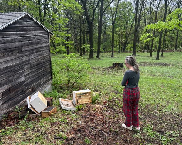 Just a day and a half after installing the bees, a bear ripped the hive apart during a rainstorm.