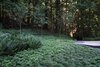 Modern home with Outdoor, Back Yard, Trees, Shrubs, Garden, Slope, and Gardens. Forest Floor Planting Photo 13 of Cypress Falls