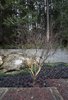 Maple Tree Photo 17 of Cypress Falls modern home