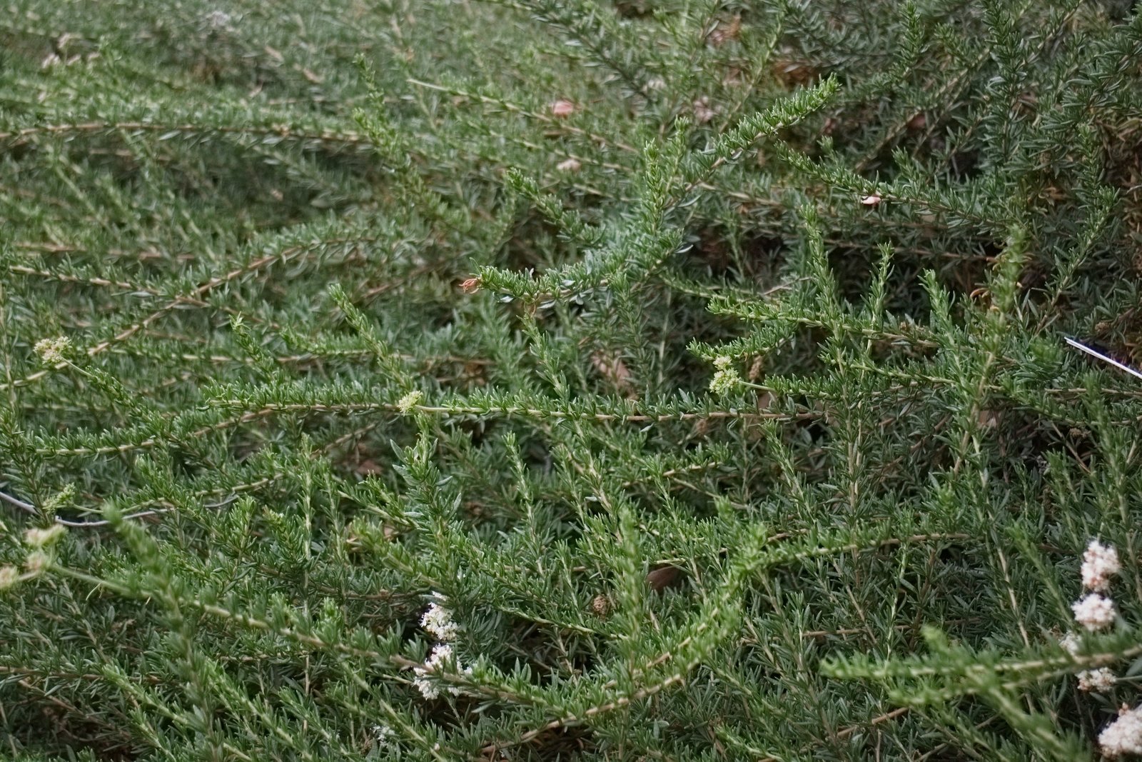 Photo 3 of 4 in Accent Plants for Los Angeles Gardens by Luciole Design