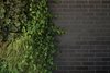 A lush green wall enlivens black Belden Brick walls of the Free Float Pool House by The UP Studio. Photo 9 of Free Float Pool Cabana modern home