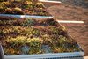 Modern home with Outdoor, Rooftop, Gardens, and Shrubs. living roof detail / modular liveroof system with contemporary aluminum landscape edging
#greenroof #succulents Photo 5 of Energy Lab at the Ecology Center