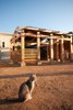 Modern home with Outdoor, Garden, Field, Desert, Walkways, Horizontal Fences, Wall, and Wood Fences, Wall. local farm cat at the Ecology Center, Orange County, California Photo 4 of Energy Lab at the Ecology Center