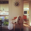 Modern home with Living Room. Reilly, the family dog, enjoys lounging atop the Cherner armchair. Photo 8 of Kallin Rancho