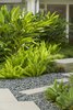 Bold massed plantings in the courtyard. Photo 7 of Pasadena Hillside modern home