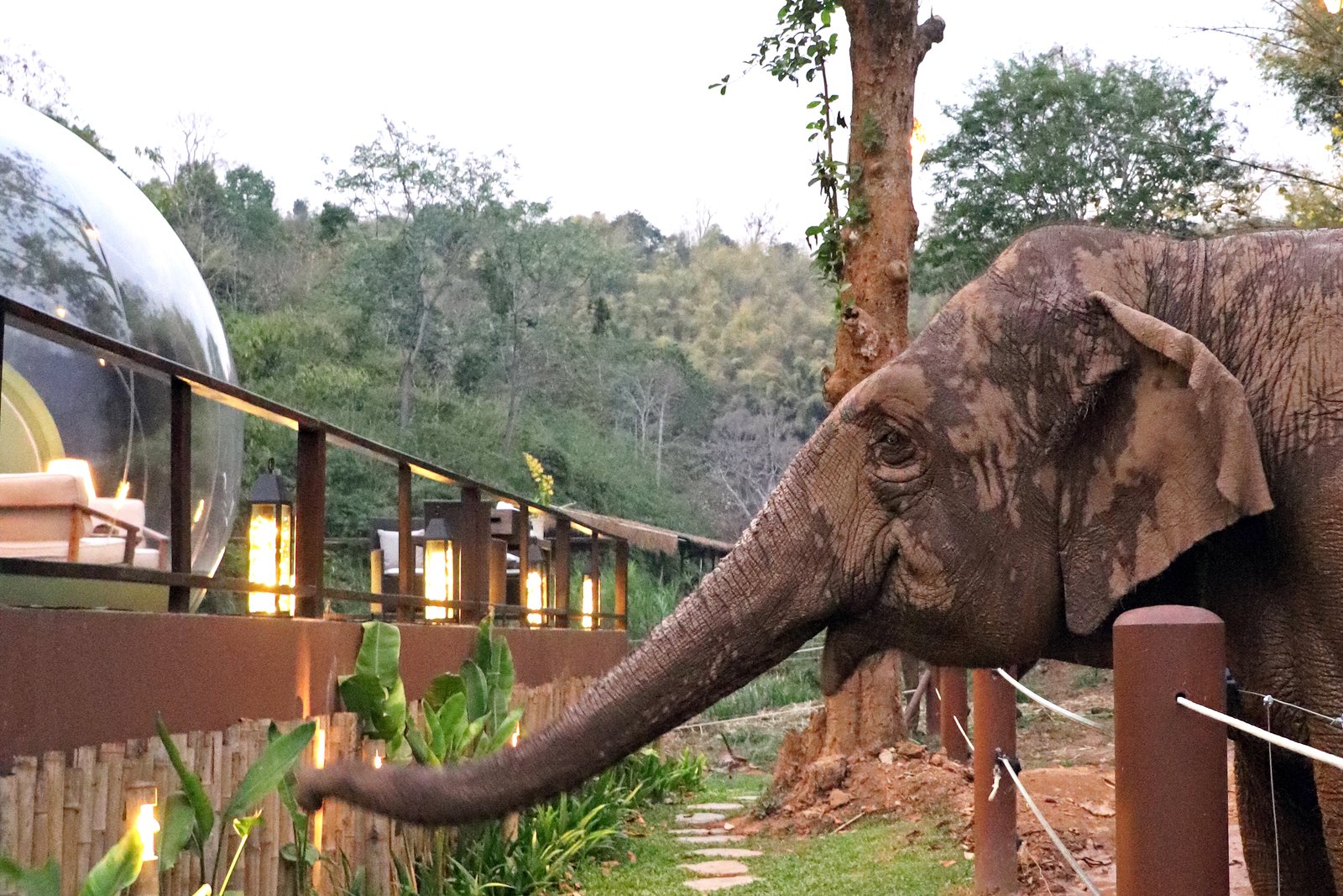 Photo 2 of 7 in Thailand’s Jungle Bubbles Let You Sleep in an Elephant