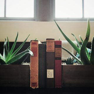 Succulents and books adorn a coffee table with light flooding in.