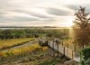 Modern home with Back Yard, Trees, Vegetables, Metal Patio, Porch, Deck, Shrubs, Wood Patio, Porch, Deck, Decking Patio, Porch, Deck, and Outdoor. Spectacular belvedere overlook to experience the vineyards Photo 11 of Hilltop Haven