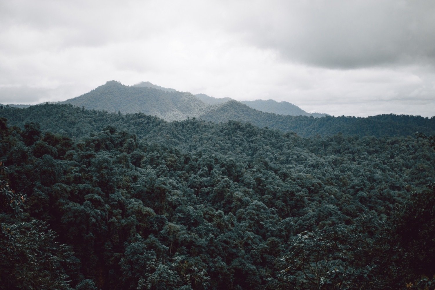 The property inhabits Mashpi Reserve, Ecuador’s most beloved cloud forest, set in in the heart of the Equatorial Chocó Bio-Region and regarded as one of the planet’s most important hot spots of biodiversity. In order to create the ultimate hideaway in the forest, it took a village. All 22 rooms are set intimately within the canopy, offering floor-to-ceiling views of the dewy leaves that rest around the perimeter of the property.