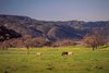 The residence perfectly merges art, architecture and the great outdoors, with miles of picturesque equestrian trails and mature trees. Photo 7 of A Michael Palladino-Designed Modernist Estate in California’s Santa Ynez Valley modern home