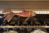 Modern home with Dining Room, Chair, and Table. IZAKAYA, the hotel’s restaurant and bar, is a sophisticated and serene space where a giant fish mobile made of beech wood hovers over a large communal table as chefs prepare exquisite Japanese cuisine. Photo 10 of Roomers Munich