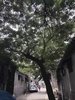 Modern home with Outdoor and Trees. Shique Hutong "Rock Sparrow Hutong" Photo 7 of " Rock Sparrow house" A loft with Chinese style in hutong