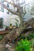 Modern home with Outdoor, Trees, Side Yard, Grass, Shrubs, Wood Patio, Porch, Deck, Large Patio, Porch, Deck, Decking Patio, Porch, Deck, Horizontal Fences, Wall, Wood Fences, Wall, and Landscape Lighting. Courtyard featuring the Live Oak Tree. The neutral tones on the homes exterior act as a canvas to nature showing a play of light on the exterior of the home throughout the day Photo 6 of The Live Oak House