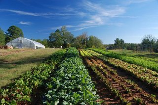 The local farmland provides food for weekly farmer's markets and restaurants in the community.