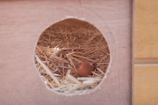 The new coop was a collaboration between parents who volunteered on the project.