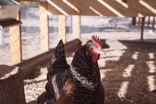 The orientation of the coop and its carefully placed dimensional lumber allow the interior to have dappled light.