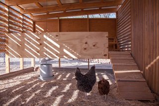 Water and food feeders were salvaged from the old chicken coop.