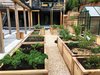 Modern home with Outdoor, Back Yard, Raised Planters, Vegetables, Stone Patio, Porch, Deck, and Wood Fences, Wall. In the grow zone, overlooking the vegetable garden Photo 11 of Port Moody Makeover