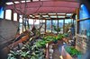 Eliane's greenhouse,watered with rainwater from the roof of main house Photo 12 of Picture Rock Studio-Round Strawbale Home design & built by Glen Neff modern home