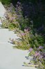 Creeping Thyme Detail Photo 10 of Los Altos Hills Landscape modern home