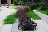 Spillover Plantings at Wall to Deck Photo of Modern Linear Courtyard modern home