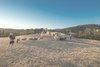 Sheep keep the grass short on the roof of the house Photo of underground house modern home