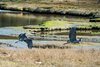 Protected Wetlands Bordering North Side of Property for Wildlife Watching Photo 18 of Idyllic Lopez Island Bayfront Home modern home