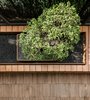 Modern home with Outdoor, Grass, Trees, Small Pools, Tubs, Shower, Hardscapes, Gardens, Wood Patio, Porch, Deck, and Decking Patio, Porch, Deck. Sunken bonsai Photo 9 of T House