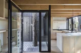 A deck at the entry wraps an existing tree. The charred wood exterior contrasts sharply with the blonde wood interior.