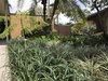 Modern home with Outdoor, Trees, Front Yard, Gardens, and Shrubs. Mid-Century Modern home and Garden Photo 7 of Mid-Century Modern Bungalow