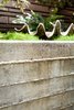 Modern home with Outdoor, Raised Planters, Concrete Patio, Porch, Deck, Back Yard, Small Patio, Porch, Deck, and Horizontal Fences, Wall. Board formed concrete is softened by moss.
For more info: https://www.howellsarc.com/projects/michael-b/ Photo 6 of Michael B