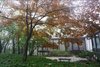 Modern home with Outdoor, Trees, Shrubs, Gardens, Side Yard, and Stone Patio, Porch, Deck. Another maple in our side patio turns red Photo 7 of Kalamazoo Post and Beam Restoration