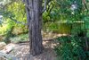trees in the backyard Photo 15 of QUINTESSENTIAL BERKELEY modern home