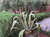Wrapped around gardens and variety of fruits trees and olives Photo 3 of VillasTaos Retreat Pool Villa modern home