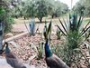 Wonderful peacocks wondering and enchanting everyone Photo 5 of VillasTaos Retreat Pool Villa modern home